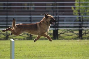 German Sheppard trotting as part of his police job,.